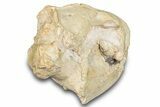 Fossil Oreodont (Merycoidodon) Skull - South Dakota #285130-7